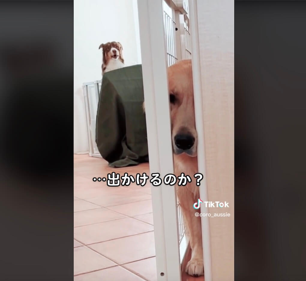 ゴールデンレトリーバー,動画