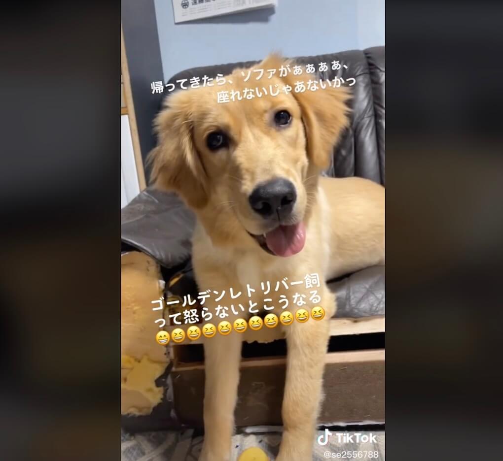 ゴールデンレトリーバー,動画