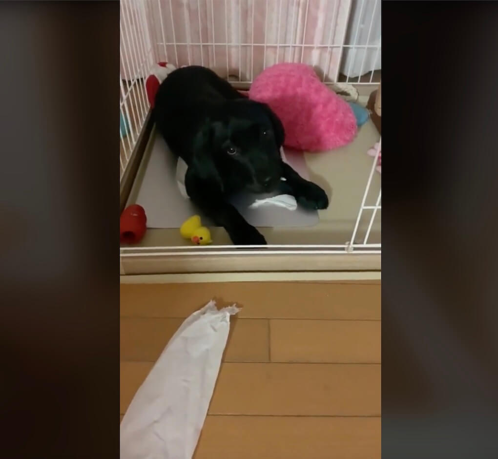 ラブラドールレトリーバー,動画