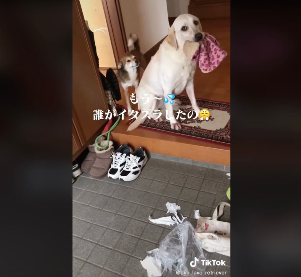 ラブラドールレトリーバー,動画