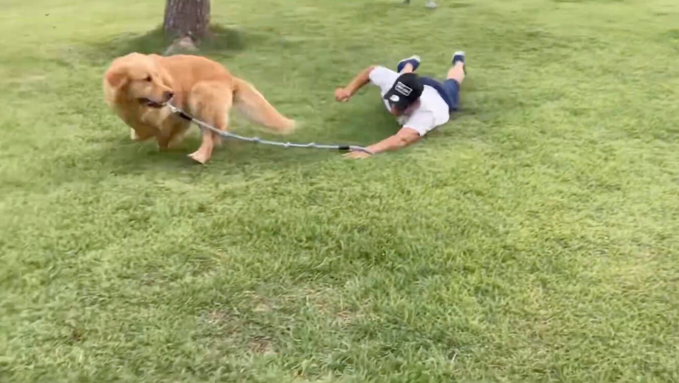 ゴールデンレトリーバー,動画