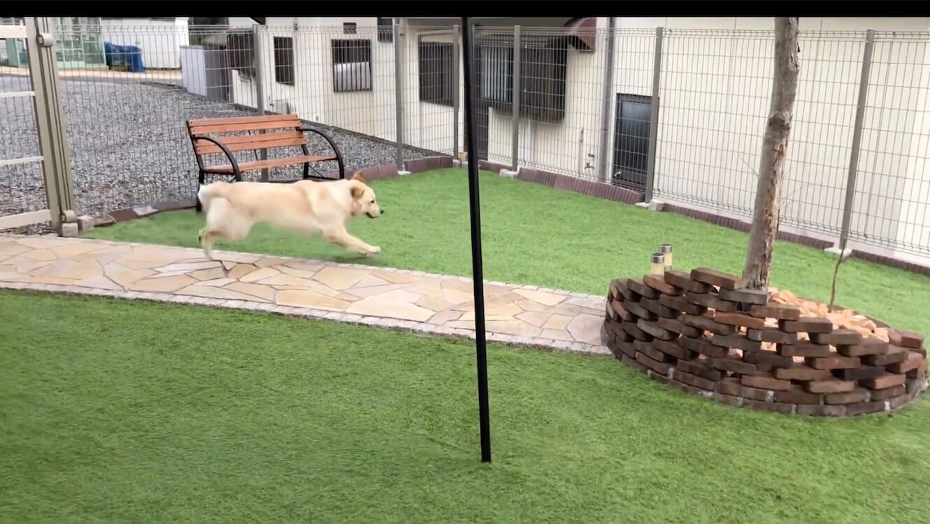 ゴールデンレトリーバー,動画