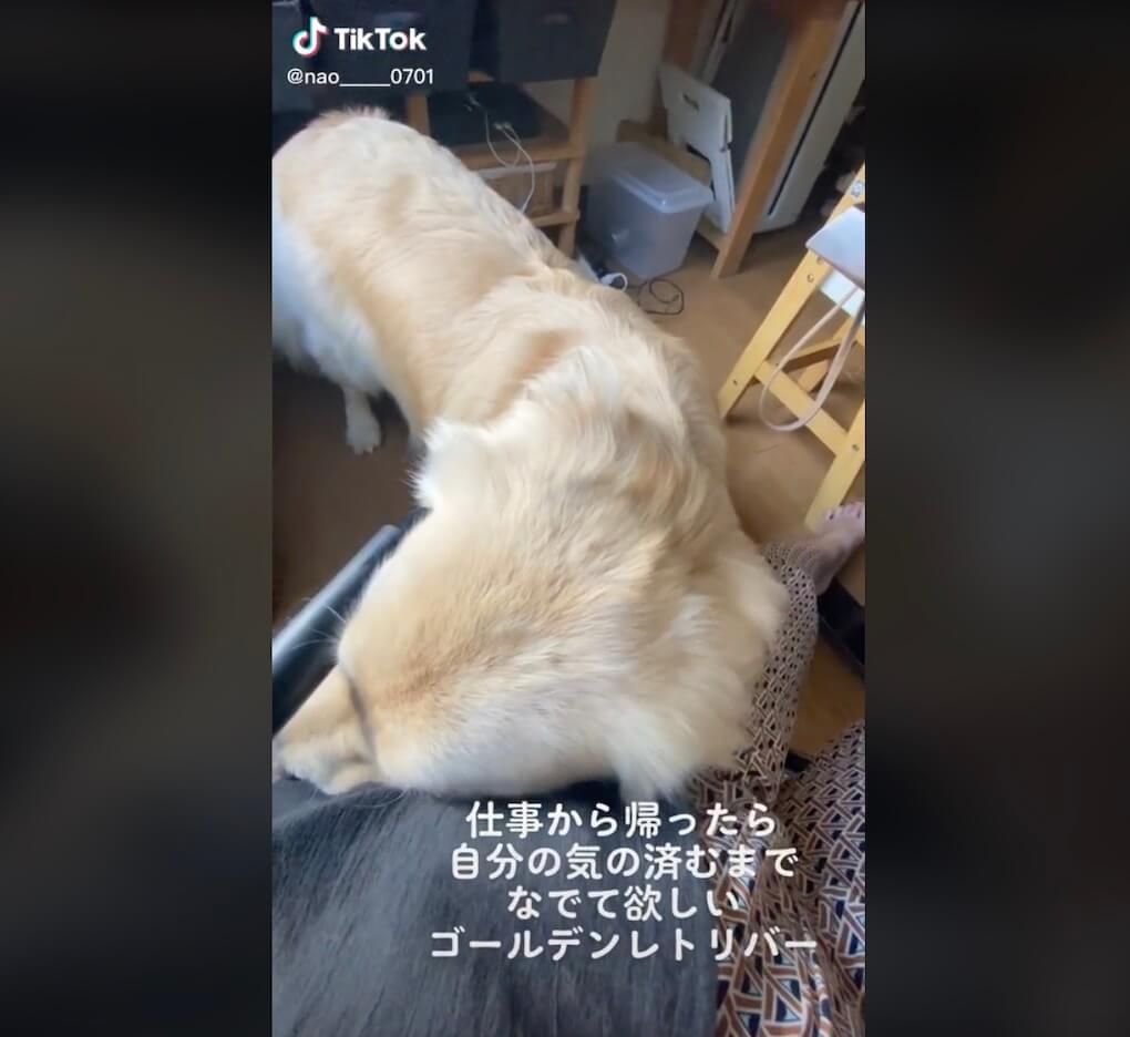 ゴールデンレトリーバー,動画