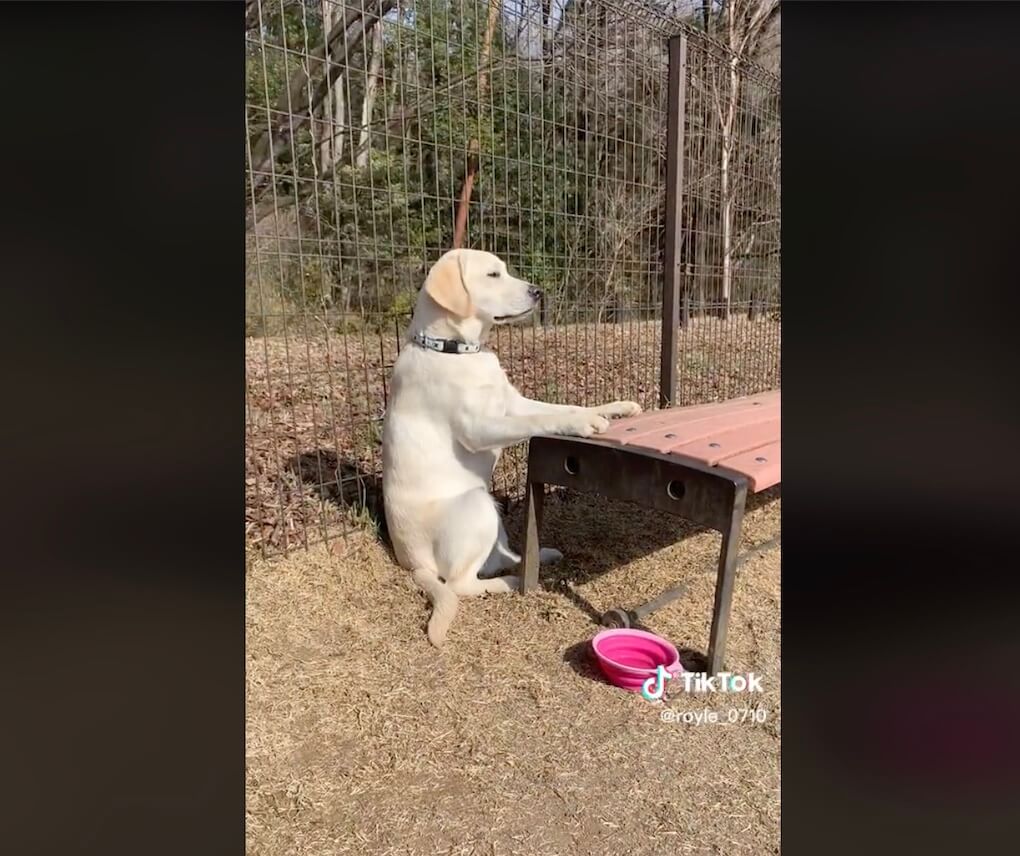 ラブラドールレトリーバー,動画