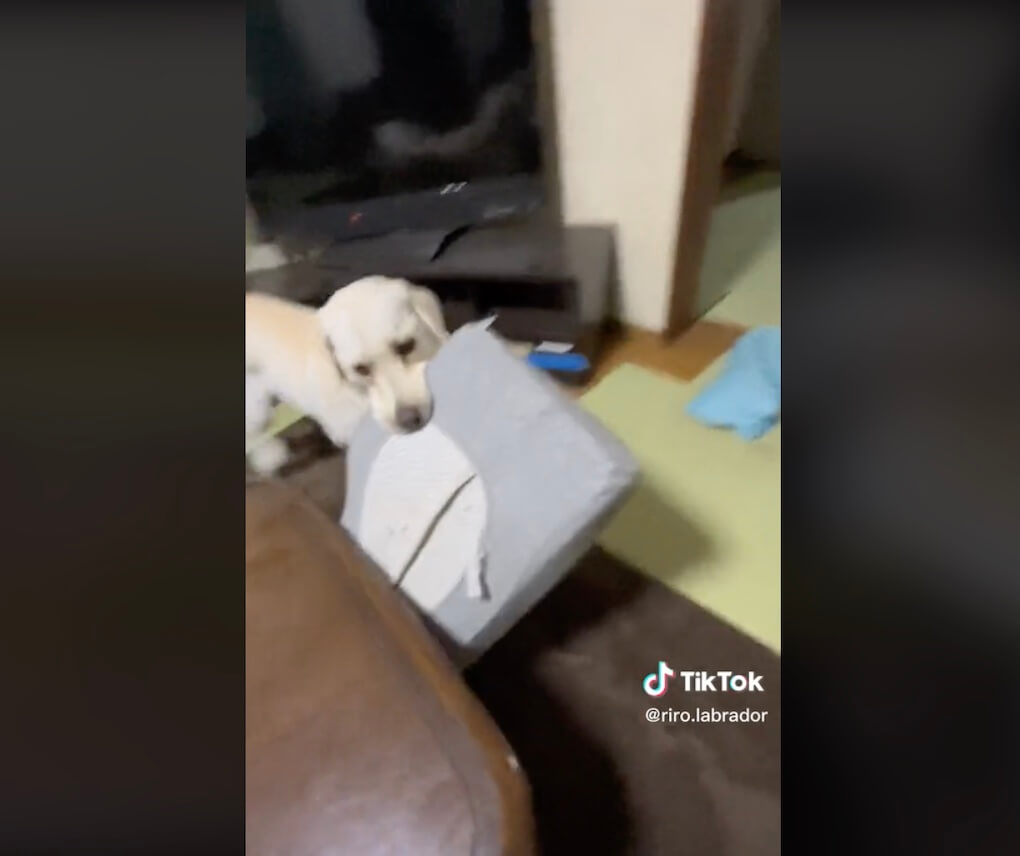 ラブラドールレトリーバー,動画