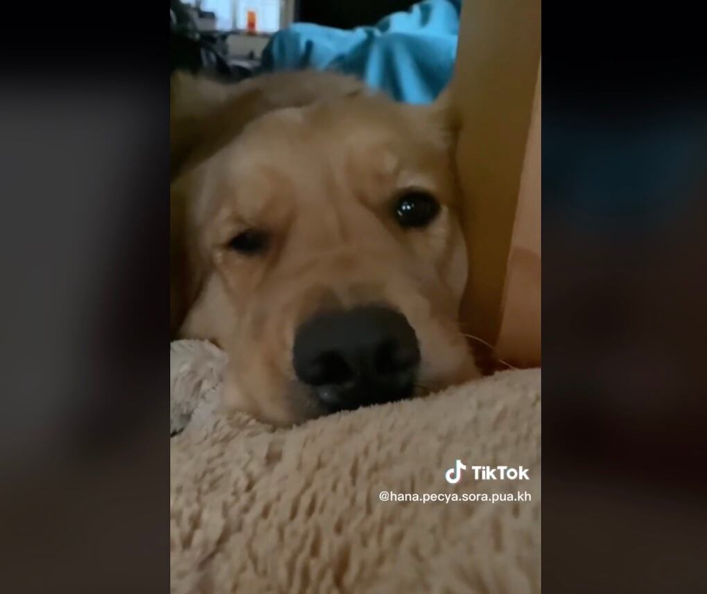 ゴールデンレトリーバー,動画