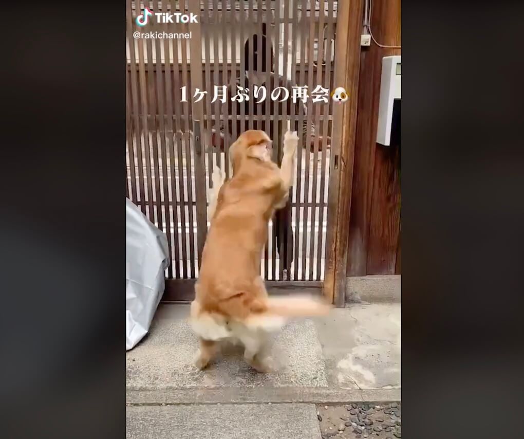 ゴールデンレトリーバー,動画