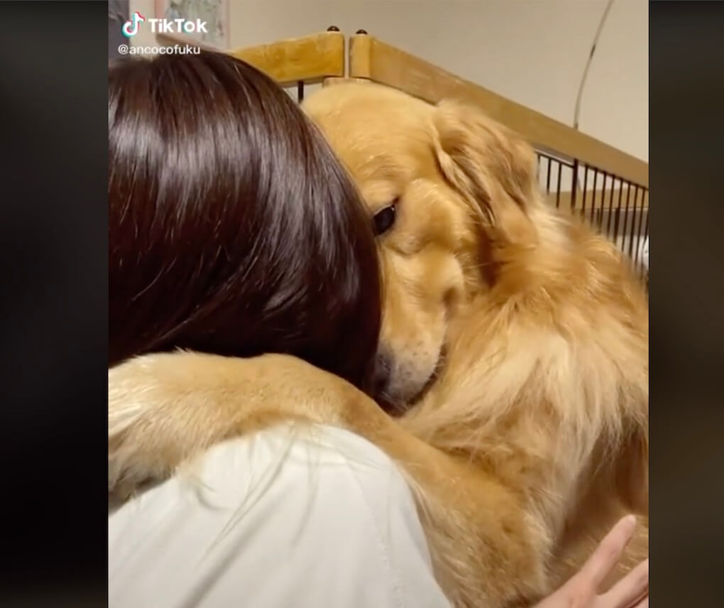 ゴールデンレトリーバー,動画