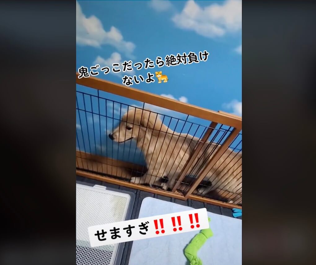 ゴールデンレトリーバー,動画