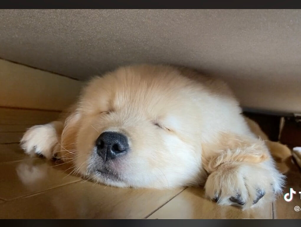 ゴールデンレトリーバー,動画