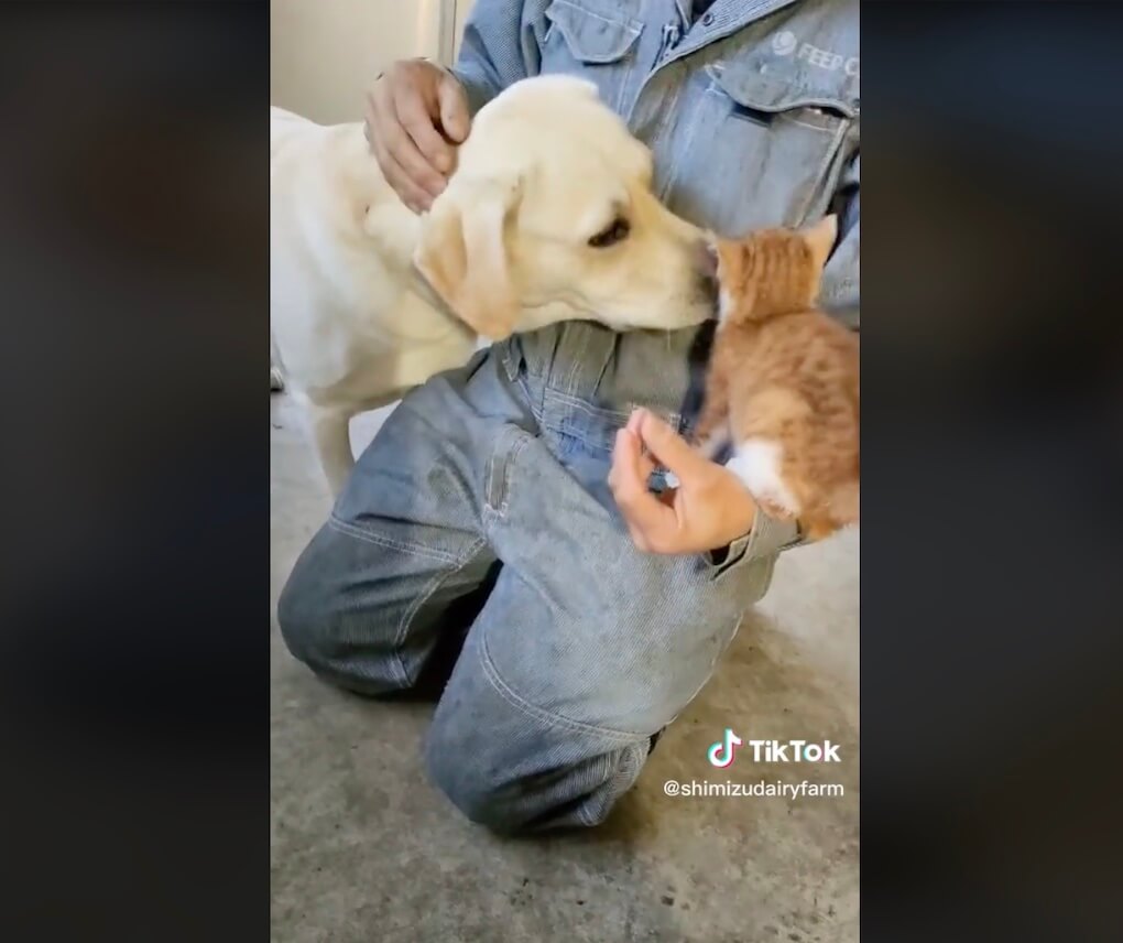 ラブラドールレトリーバー,動画