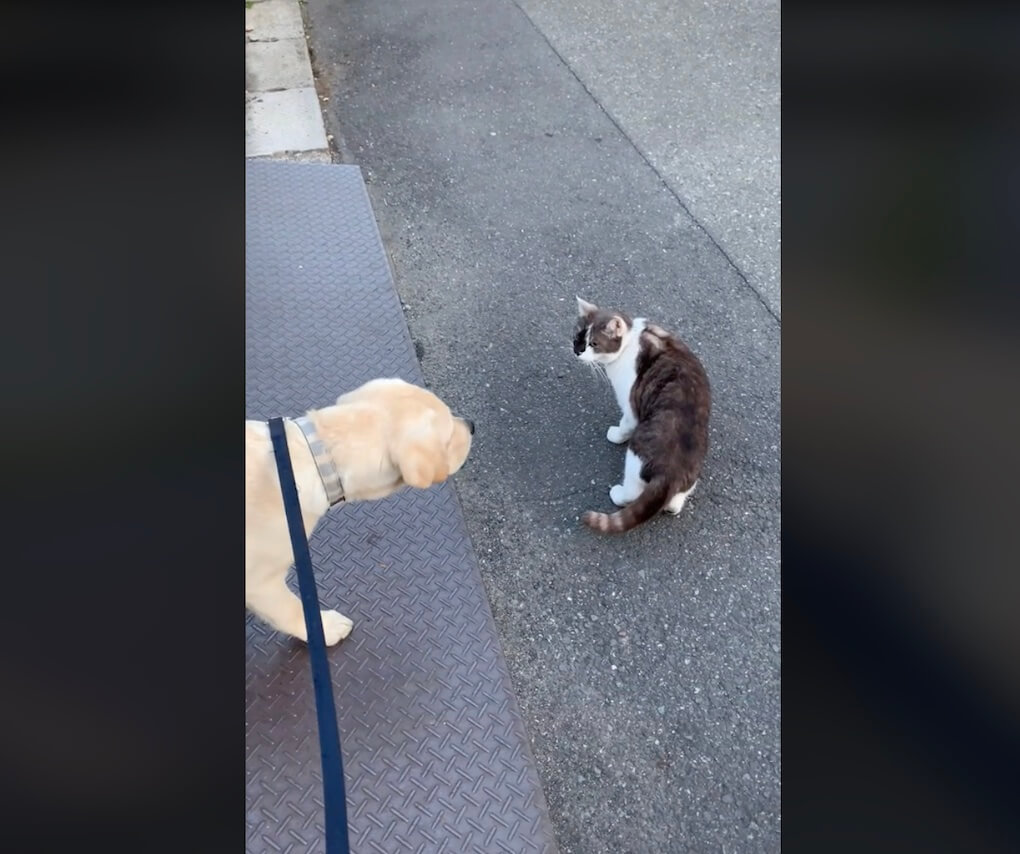 ラブラドールレトリーバー,動画