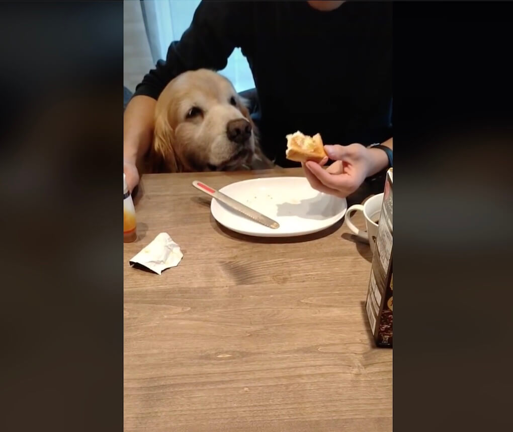 ゴールデンレトリーバー,動画