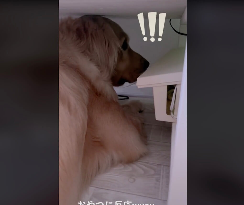 ゴールデンレトリーバー,動画