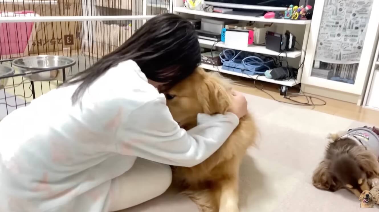 ゴールデンレトリーバー,動画