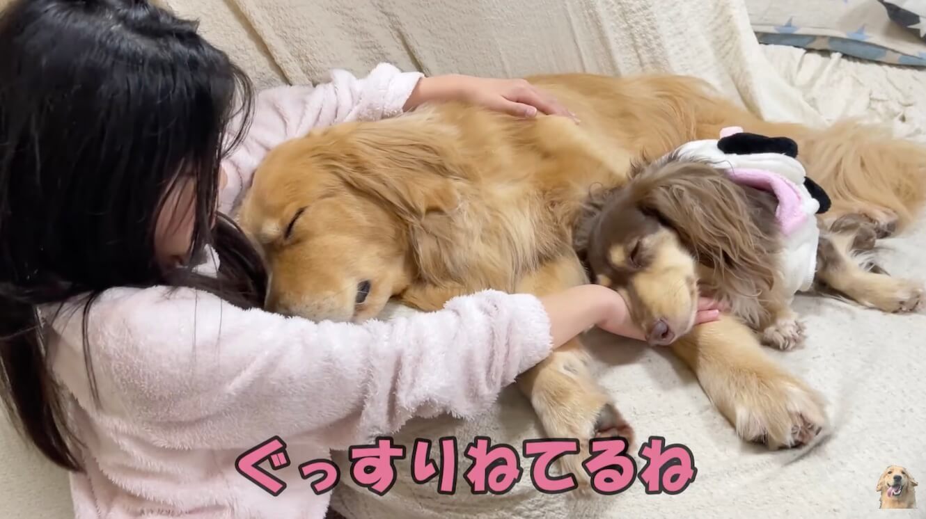 ゴールデンレトリーバー,動画