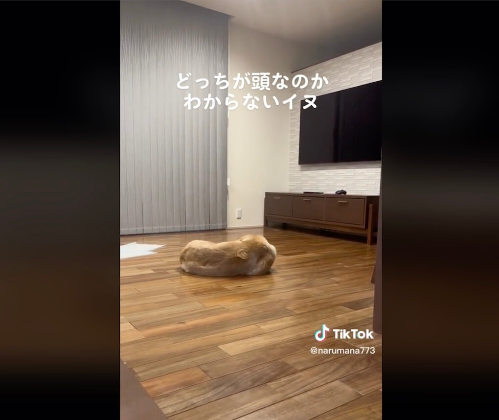 ゴールデンレトリーバー,動画