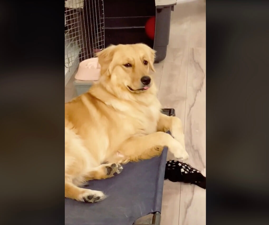 ゴールデンレトリーバー,動画