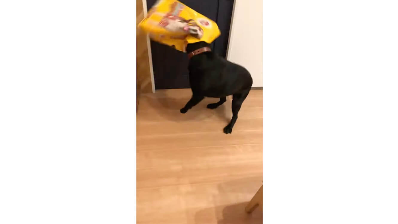 ラブラドールレトリーバー,動画