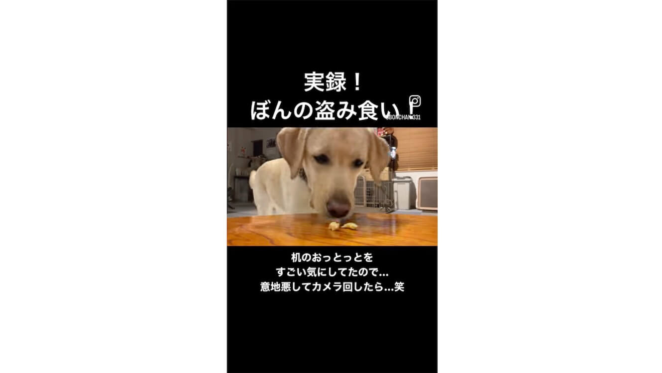 ラブラドールレトリーバー,動画