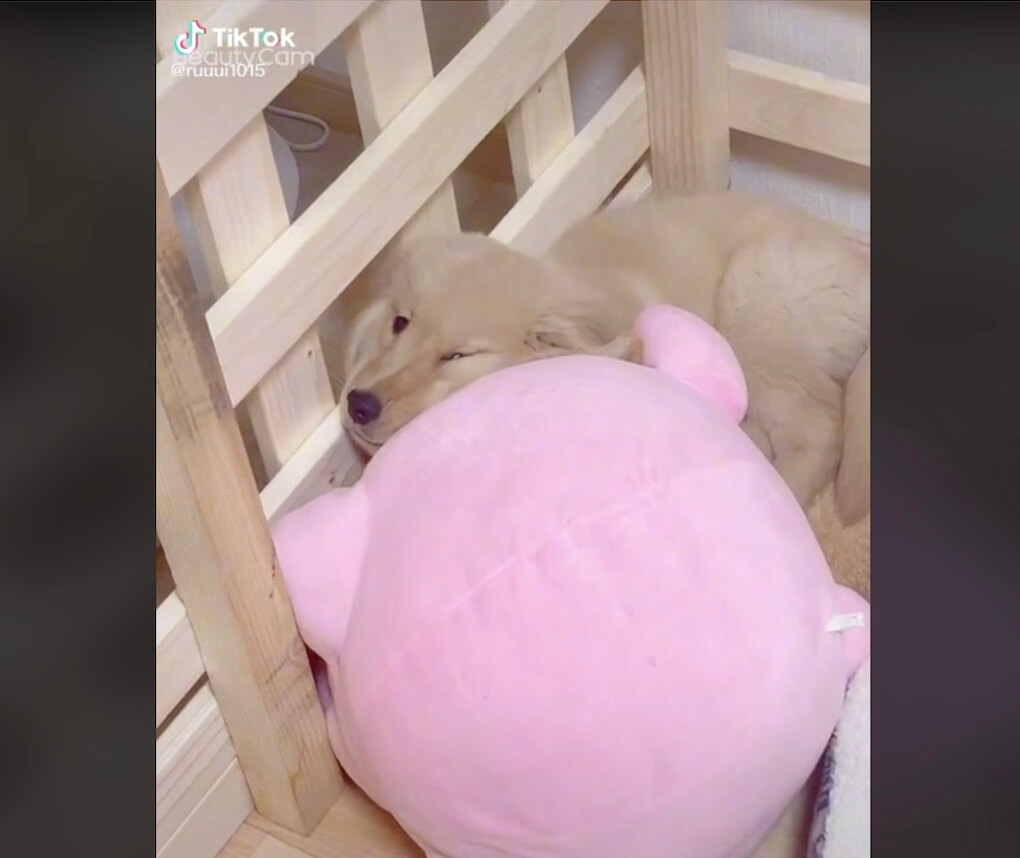 ゴールデンレトリーバー,動画