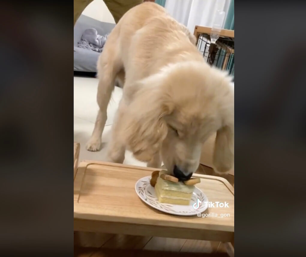 ゴールデンレトリーバー,動画