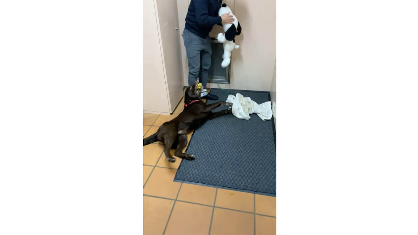 ラブラドールレトリーバー,動画