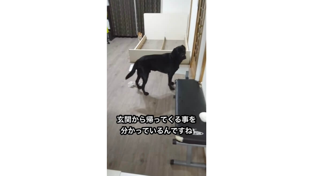 ラブラドールレトリーバー,動画