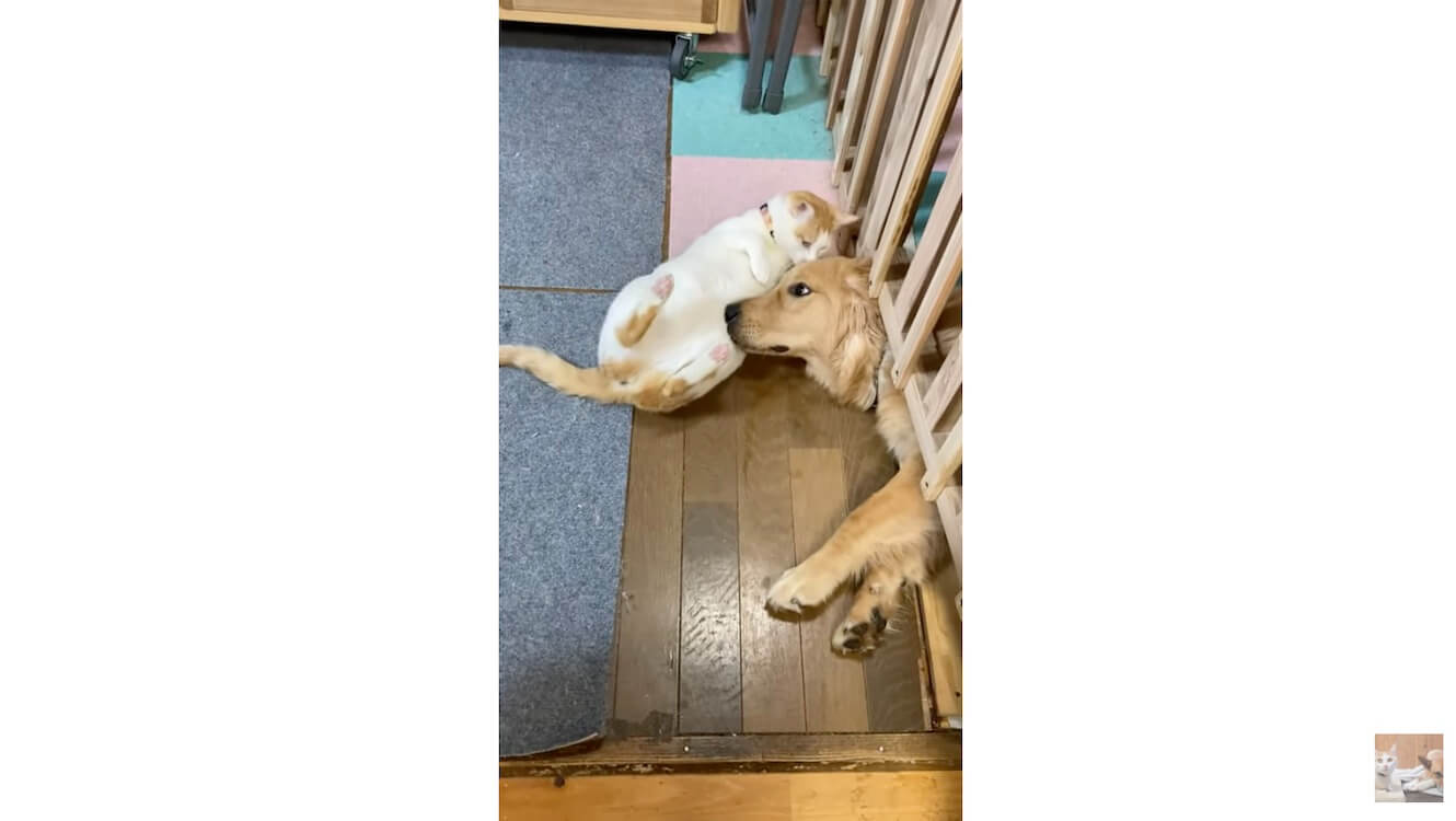 ゴールデンレトリーバー,動画