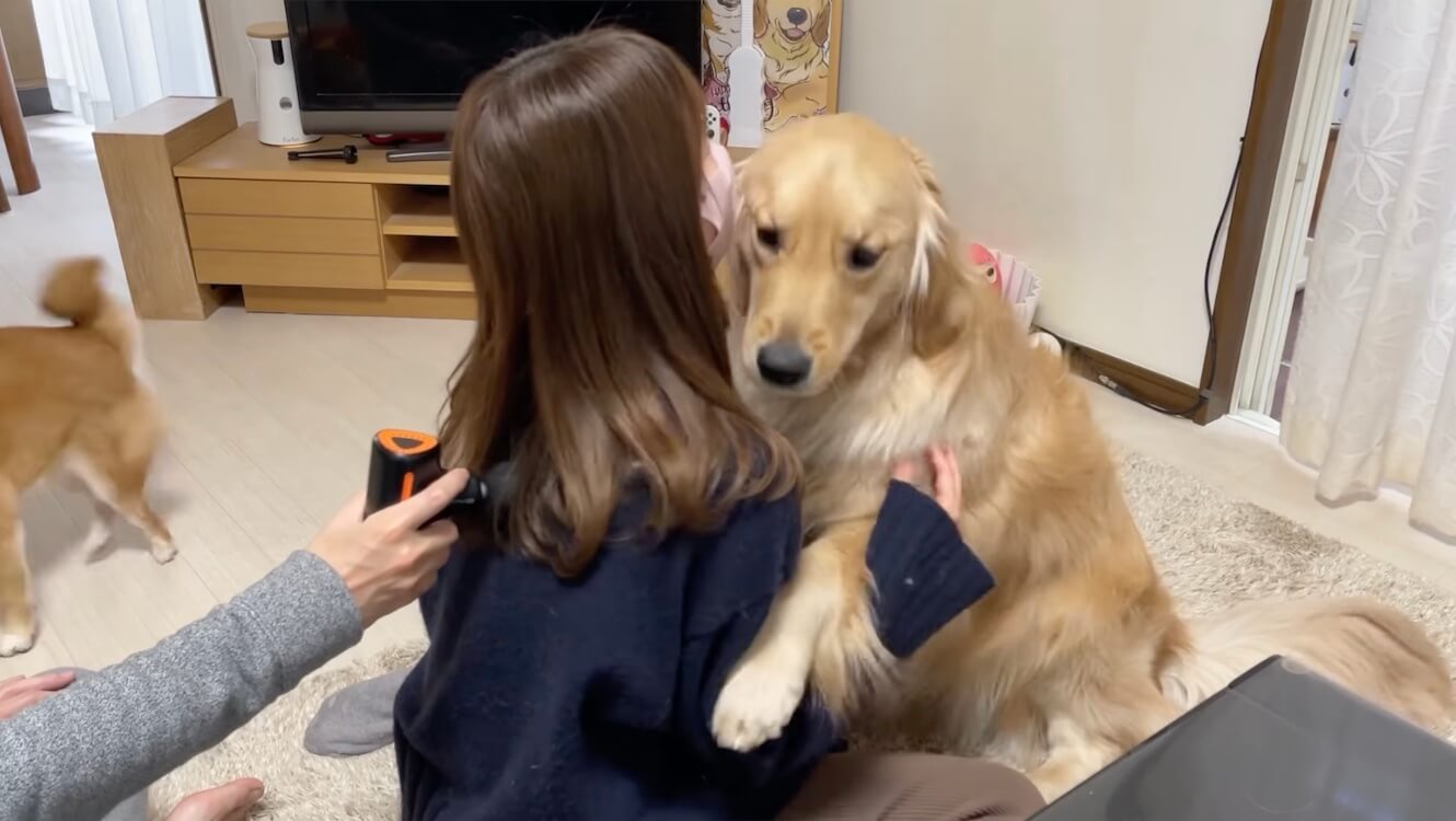 ゴールデンレトリーバー,動画