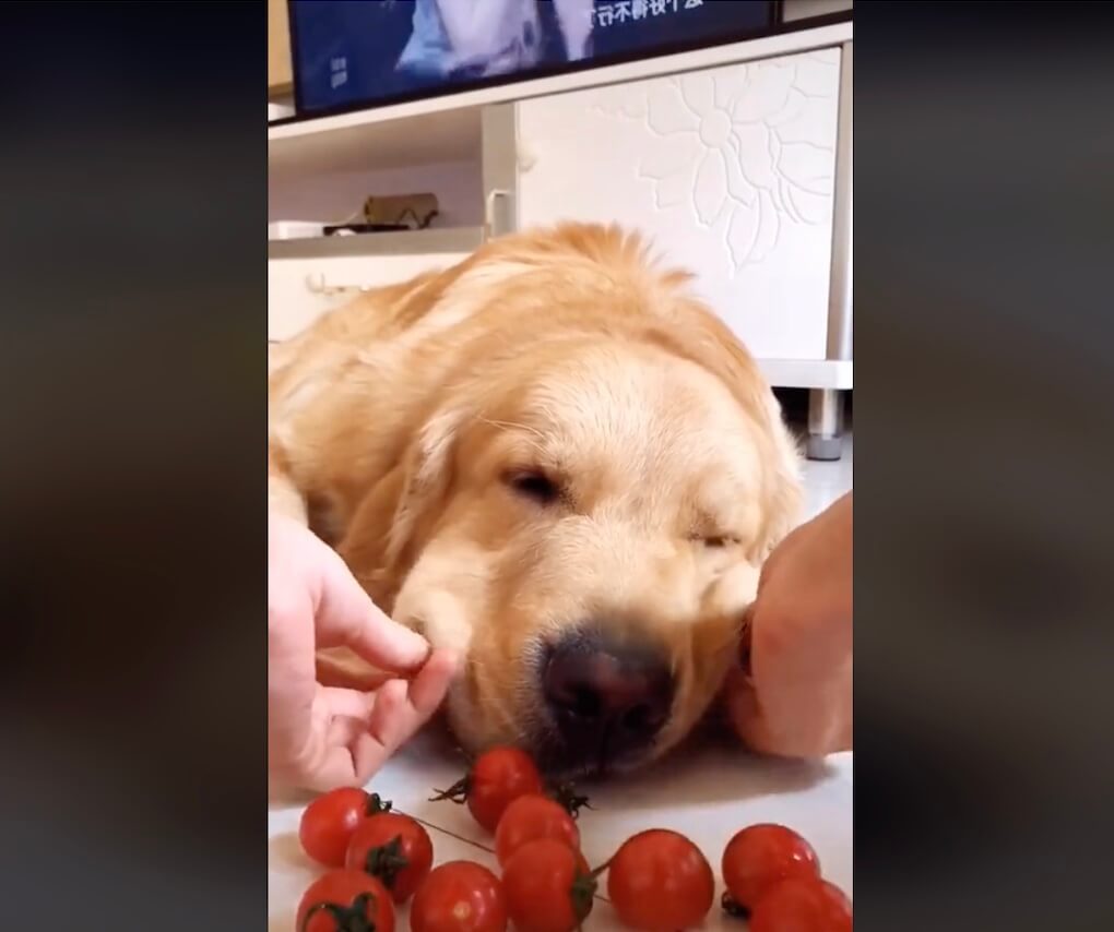 ゴールデンレトリーバー,動画