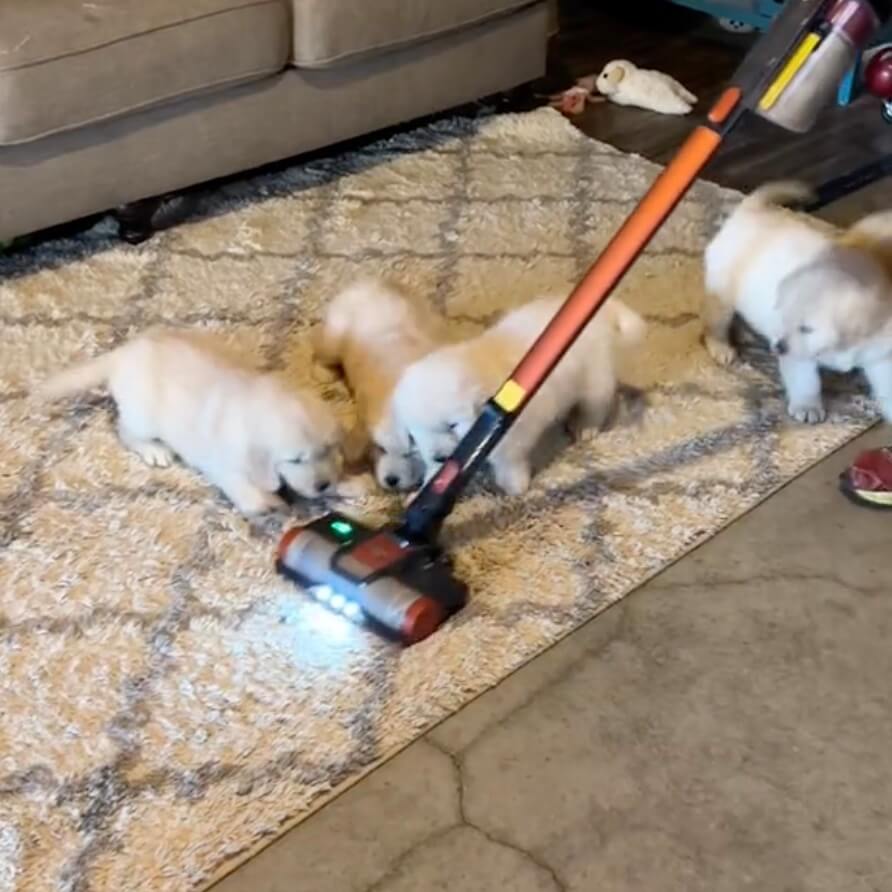 ゴールデンレトリーバー,動画