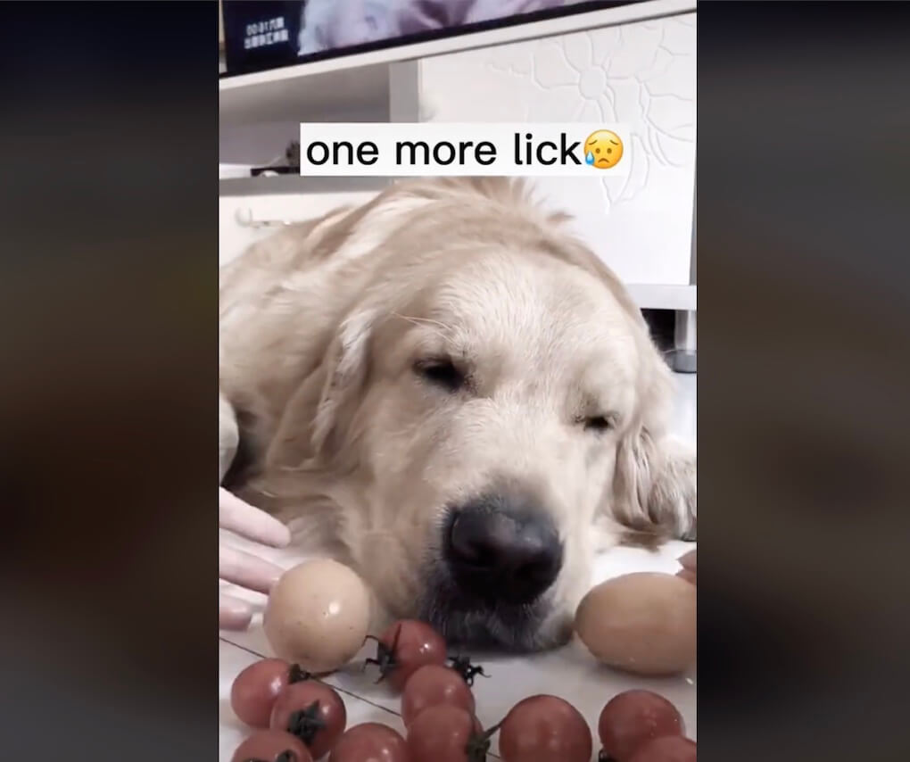 ゴールデンレトリーバー,動画