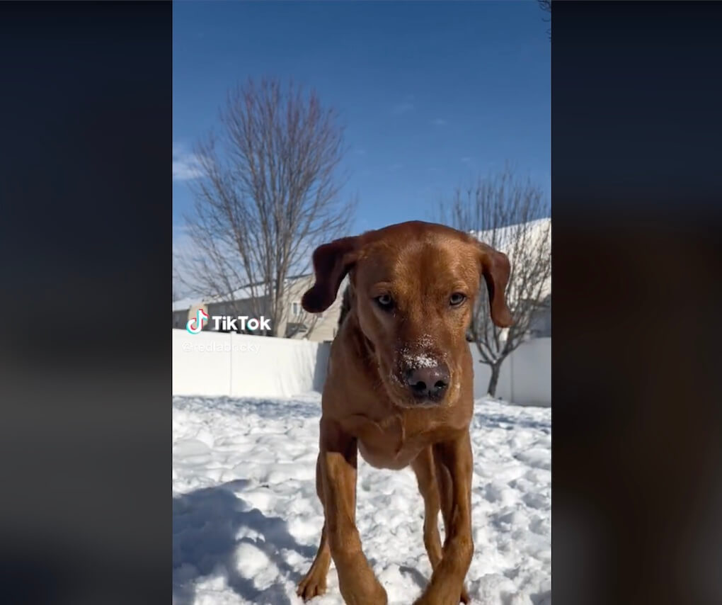 ラブラドールレトリーバー,動画