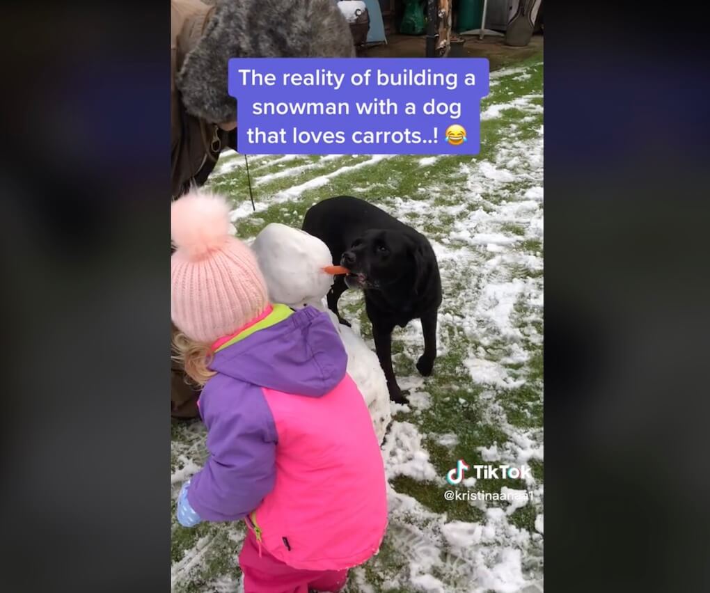 ラブラドールレトリーバー,動画