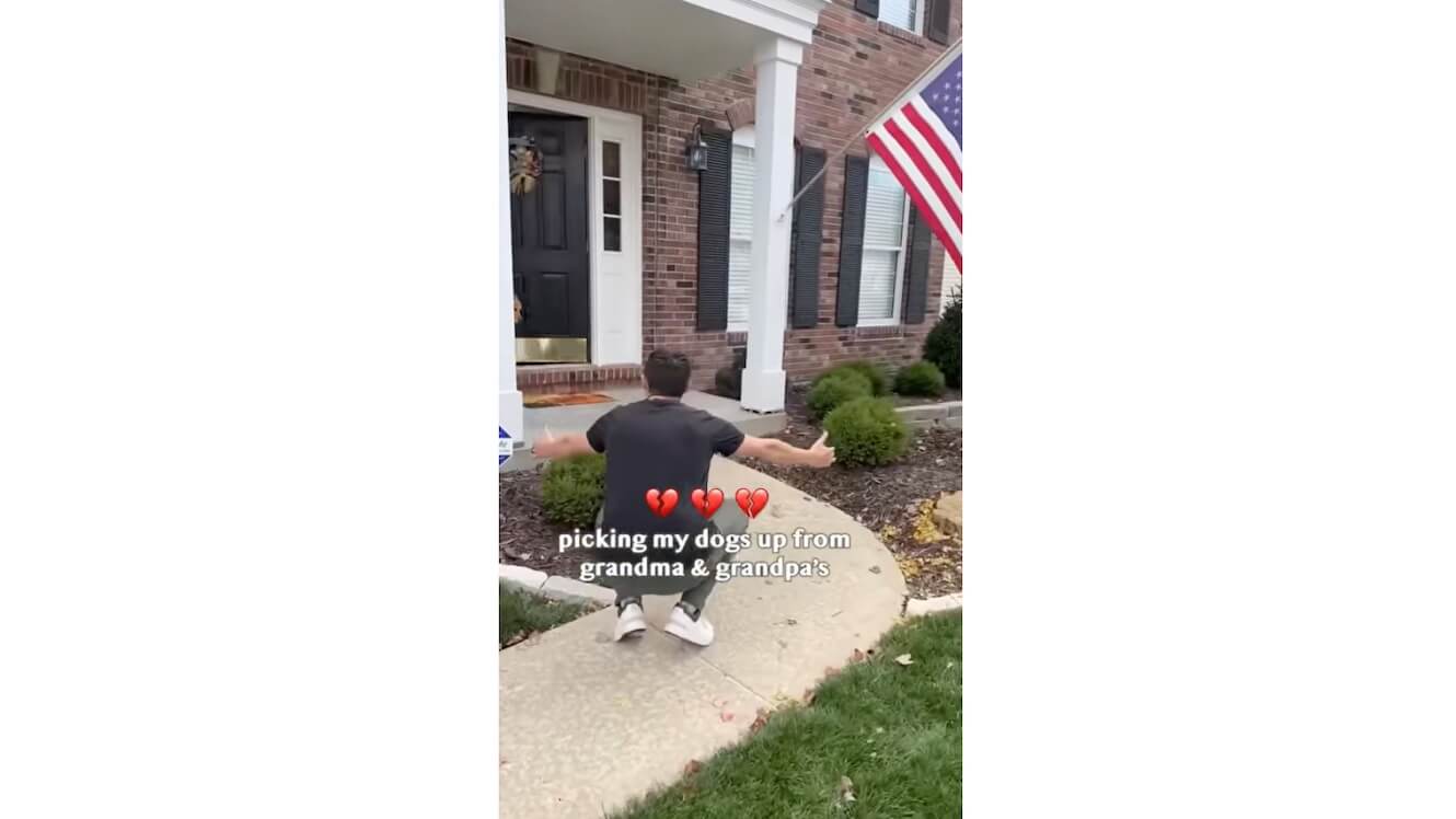 ゴールデンレトリーバー,動画