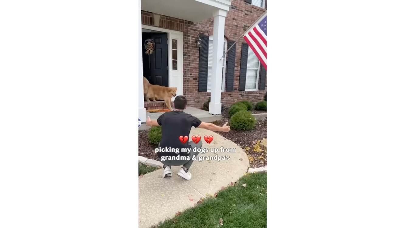 ゴールデンレトリーバー,動画