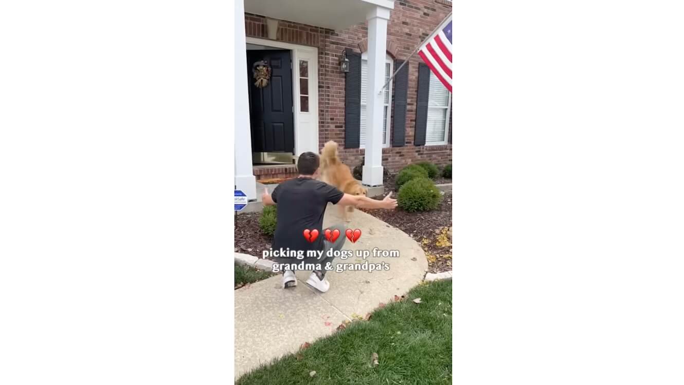 ゴールデンレトリーバー,動画