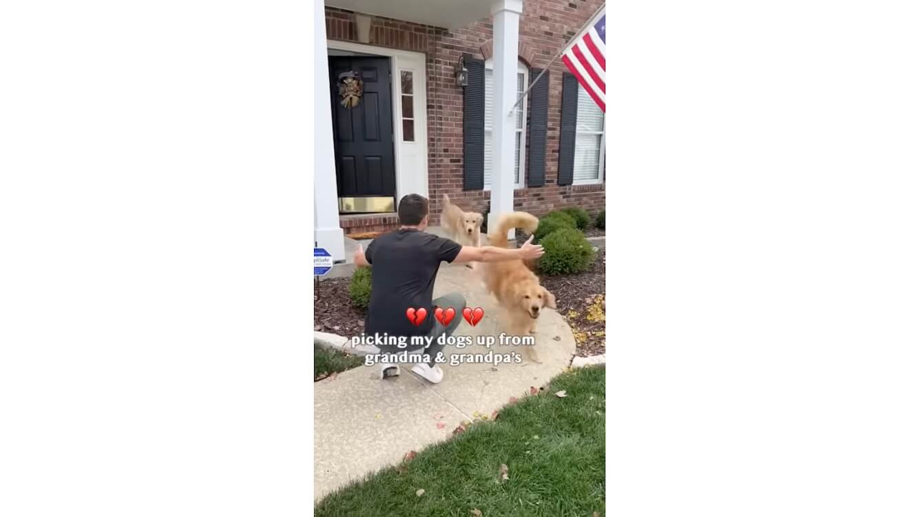 ゴールデンレトリーバー,動画