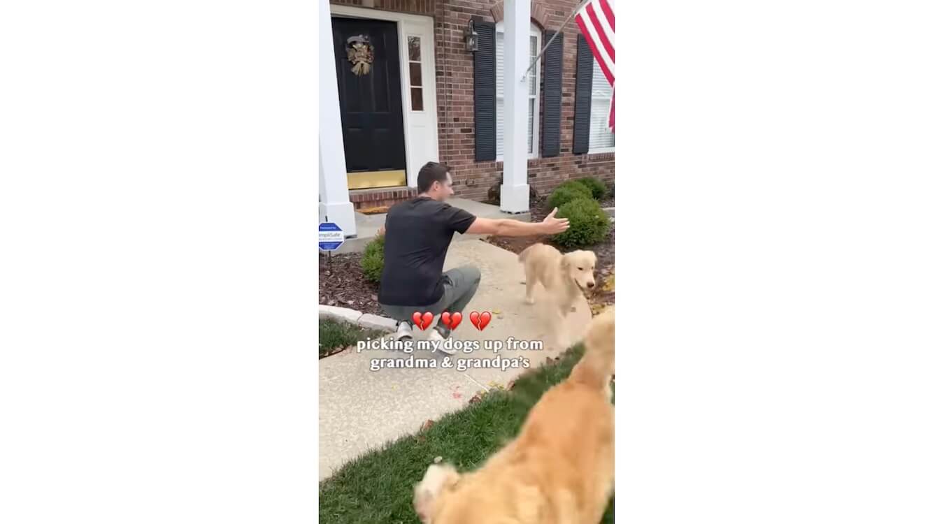 ゴールデンレトリーバー,動画