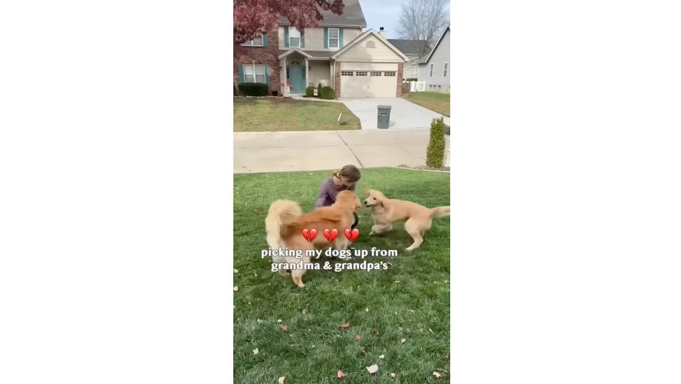 ゴールデンレトリーバー,動画