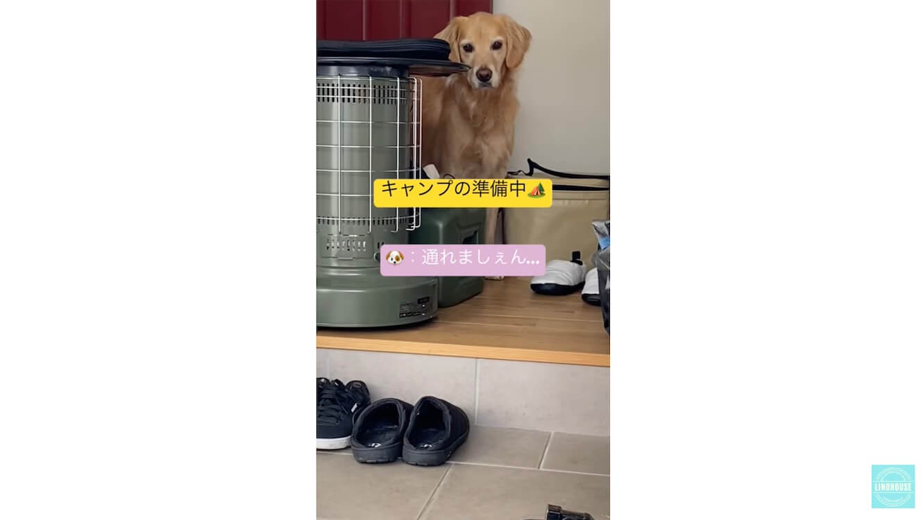 ゴールデンレトリーバー,動画