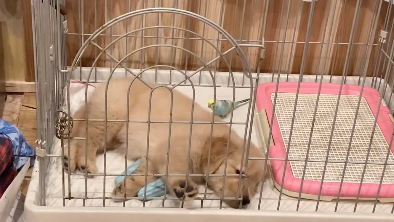 ゴールデンレトリーバー,動画