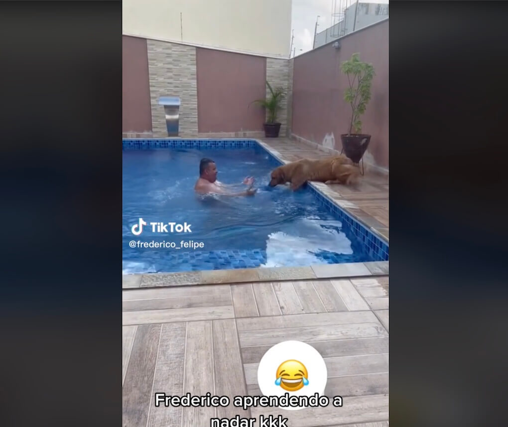 ゴールデンレトリーバー,動画