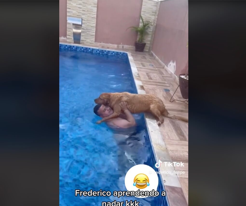 ゴールデンレトリーバー,動画