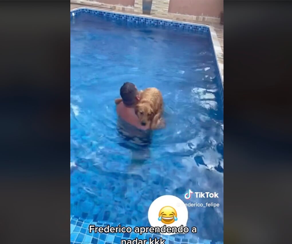 ゴールデンレトリーバー,動画