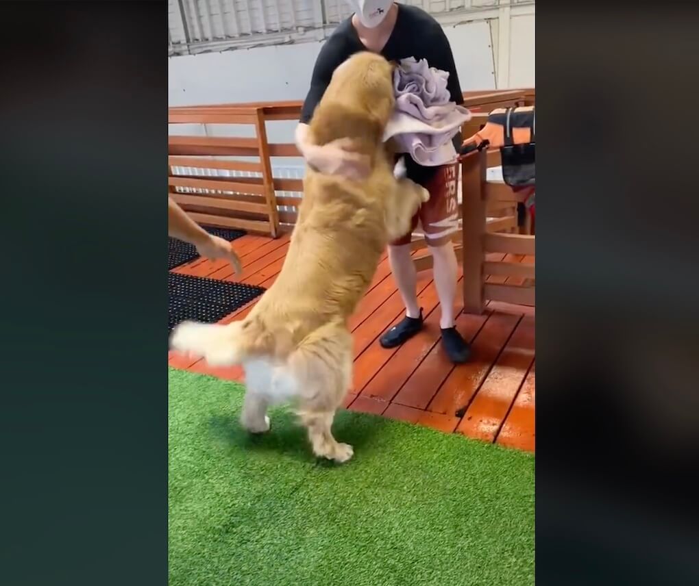 ゴールデンレトリーバー,動画