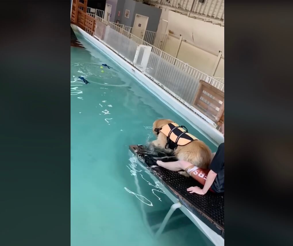 ゴールデンレトリーバー,動画