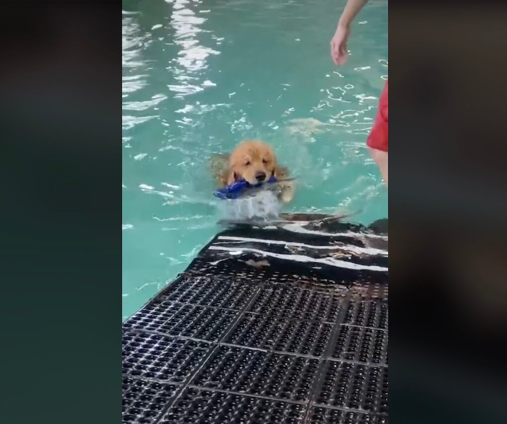 ゴールデンレトリーバー,動画