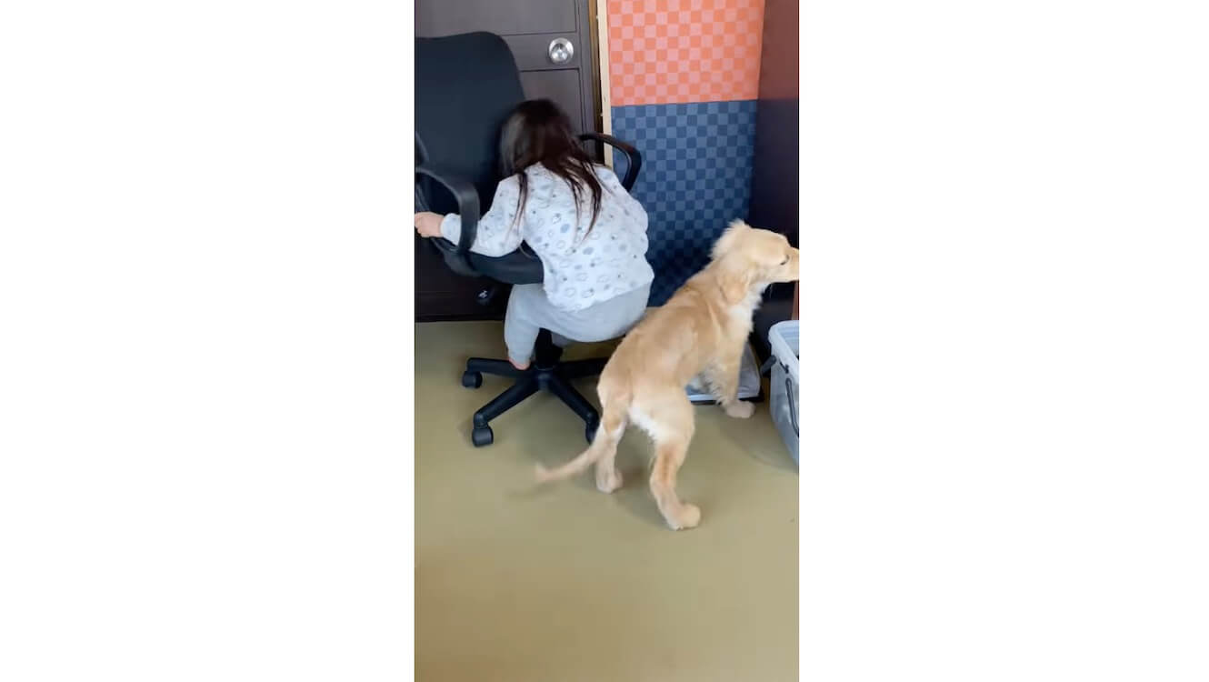 ゴールデンレトリーバー,動画